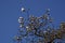 Detail view of young magnolia flowers in springtime on azure sky