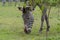 A detail view of a Zebra`s head and snout whilst it is grazing