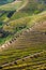 Detail Of Vineyards In Douro Valley - Portugal, Europe