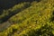 Detail of vineyards with leaves and grape vines