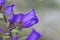 detail of violet campanula