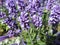 Detail of violet lavander in blossom