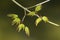 Detail of vivid red and green leaves of ornamental maple tree