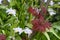 Detail of vivid red and green leaves of ornamental maple tree