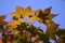 Detail of vivid red and green leaves of ornamental maple tree