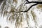 The detail of a weeping willow tree, Salix babylonica