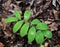 Detail of the wet green leaves of a smooth Solomon`s seal plant.