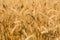 Detail of wheat field ready to be harvested