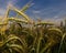 Detail of wheat\'s ears.