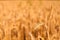 Detail of wheat spike ready to be harvested with blurred wheat field in background