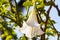 Detail of white blooming angel trumpet, Brugmansia suaveolens. Also known as Datura suaveolens, trumpeter or floripondio, it is a