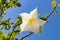Detail of white blooming angel trumpet, Brugmansia suaveolens. Also known as Datura suaveolens, trumpeter or floripondio, it is a