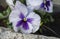 Detail of white-blue flower of Viola plant