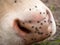 Detail of white cow muzzle. Annoying flies sit or run on the cow skin. White cow grazing i