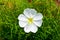 Detail of white desert wildflower