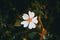 Detail of a white flower of cistus salviifolius