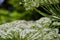 Detail of white flowers of cow parsnip showing tiny insects and cobwebs