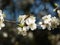 Detail of white flowers of fruit tree European plum Prunus domestica flowering in spring garden