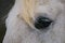 Detail of white horse dark eye, eyelashes