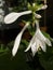 Detail of white  hosta flowers