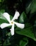 Detail of white jasmine flower.