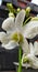 The detail of a white orchid blooming beautifully after the rain and the droplets of water still clinging to each petal