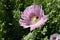 Detail of white poppy seed flower. Czech republic, summer day. Poppy is blooming with white and pink petals