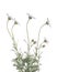 Detail white Rhodanthemum or Moroccan daisy on white Background