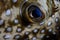 Detail of White-Spotted Pufferfish Eye