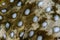 Detail of White-Spotted Pufferfish Skin