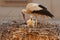 Detail of white stork, Ciconia ciconia, with chick in nest. Bird nesting behavior. Colored by evening light. Urban wildlife.