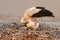 Detail of white stork, Ciconia ciconia, with chick in nest. Colored by warm evening light. Stork is symbol of birth.