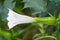 Detail of white trumpet shaped flower of hallucinogen plant Devil`s Trumpet Datura Stramonium, also called Jimsonweed.