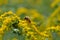 Detail of a wild bee on a yellow goldenrod Solidago canadensis flower.