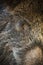 Detail of wild boar hairy head in full frame shot.