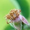 Detail of wild bush flower, pistil and stamens, macro.