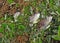 Detail of wild caper bush Capparis spinosa