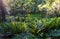 Detail of a wild fern in a forest