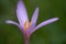 Detail of wild flower Colchicum autumnale on the forest meadow. Known as autumn crocus, meadow saffron or naked ladies.