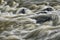 Detail of wild muddy river with rapids