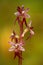 Detail of wild orchid. Lesser Twayblade, Listera cordata, red flowering European terrestrial wild orchid, nature habitat, detail