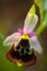 Detail of wild pink flower bee orchid, Male Karpaty, Czech republic. Flower in the nature. Detail of beautiful bloom. Spring in th