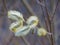 Detail of willow Salix sp. fluffy catkins in spring evening