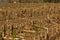 Detail of winter farmland with stubbles of corn plants, selective focus