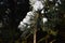 Detail of winter Pine tree branch, latin name Pinus, with flakes of snow on top and frozen water on needle tips.