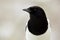 Detail winter portrait of black and white bird. European Magpie or Common Magpie, Pica pica, black and white bird with long tail,