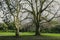 Detail of wintery trees and branches at the park