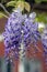 Detail of Wisteria floribunda flowers grapes in bloom, early summer violet purple flowering tree