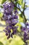 Detail of Wisteria floribunda flowers grapes, early summer violet purple flowering tree