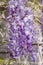 Detail of wisteria purple flowers